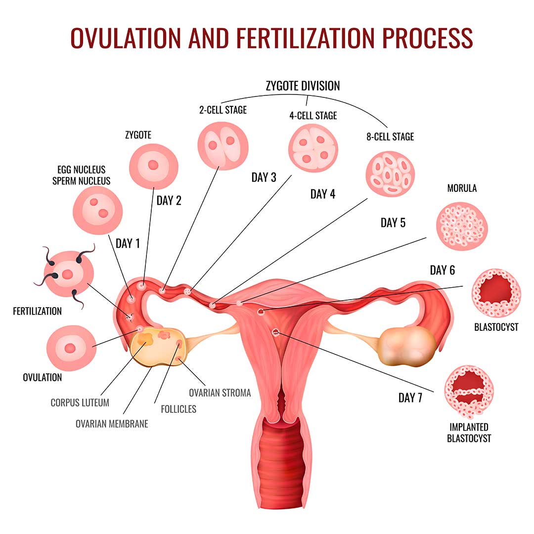 Ovulation, how to detect ovulation, symptoms of ovulation